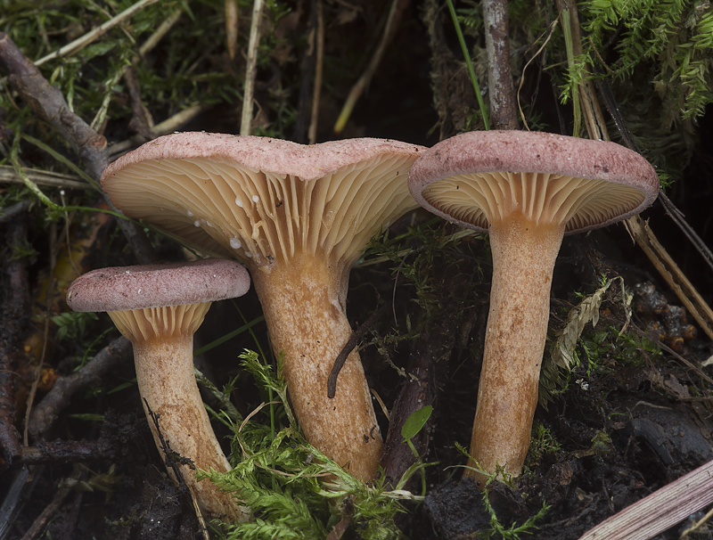 Lactarius lilacinus